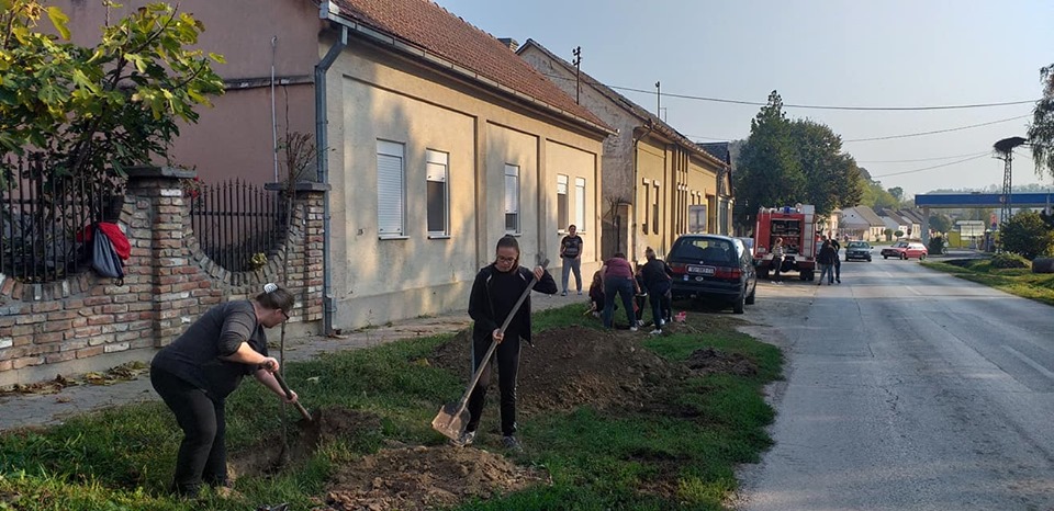 Kolektivna sadnja drveća u Iloku 2019.